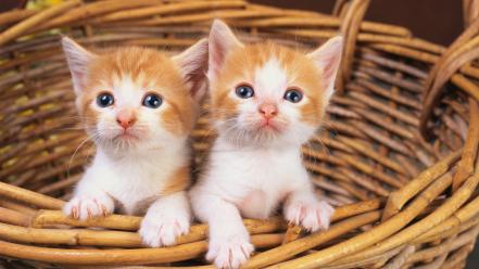 Baby animals baskets cats kittens wallpaper