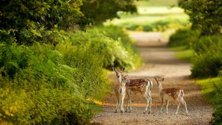 Baby deer wallpaper