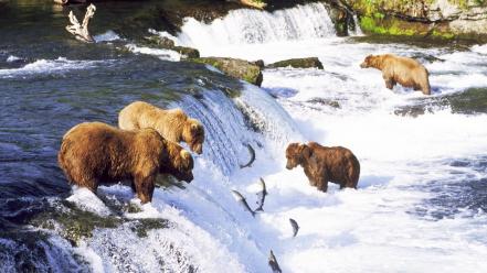 Bears waterfalls rivers salmon wallpaper