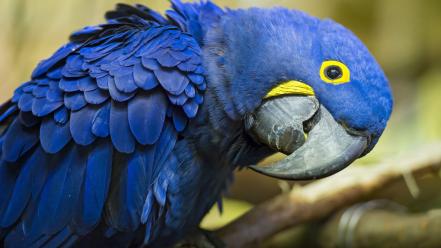 Birds parrots hyacinth macaw wallpaper