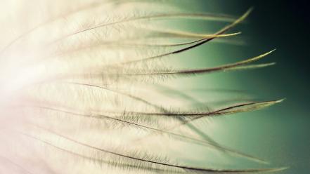 Close-up feathers macro depth of field gradient background wallpaper