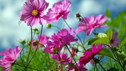 Cosmos flower flowers nature pink wallpaper