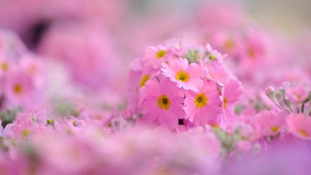 Depth of field flowers pink wallpaper