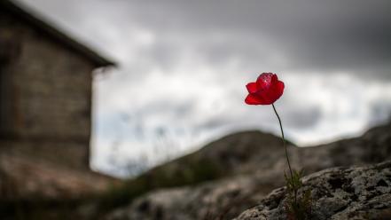 Depth of field red poppies blurred background wallpaper