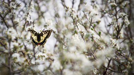 Insects bokeh depth of field white butterflies wallpaper