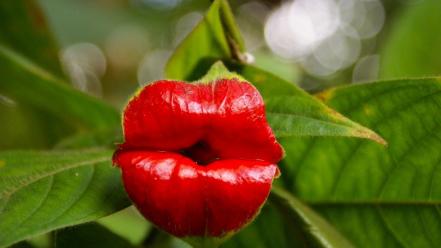 Leaves lips nature plants red flowers wallpaper