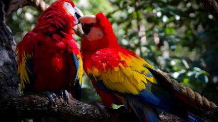 Nature birds animals wildlife parrots scarlet macaws wallpaper