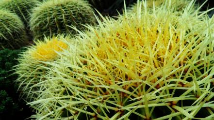 Nature yellow cactus spikes wallpaper