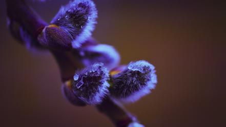 Purple flower macro wallpaper