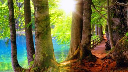 Summer shore branches rays shine lovely forest wallpaper