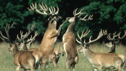 Trees animals fight wildlife deer wallpaper