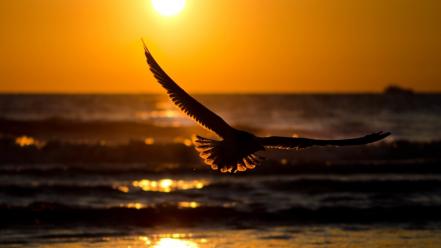 Animals birds sunset wallpaper