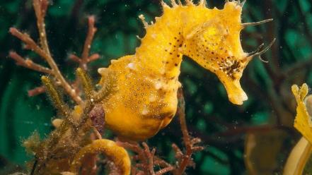 Animals national geographic seahorses underwater wallpaper