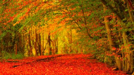 Autumn background wallpaper