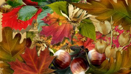 Autumn multicolor hazelnuts many colors leaves wallpaper