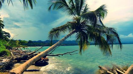 Beach coconut tree wallpaper