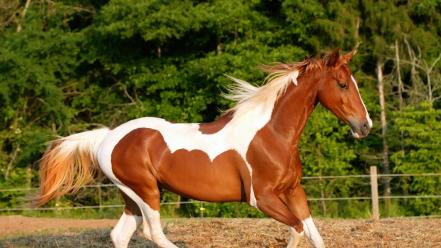 Beautiful horse pictures wallpaper