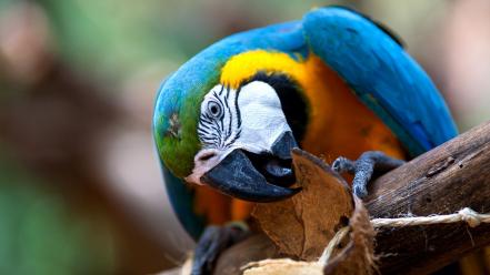 Blue-and-yellow macaws animals birds wallpaper