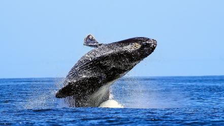 Blue whale jumping wallpaper