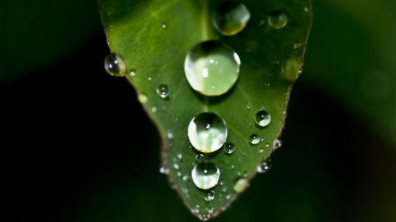 Dew drops green leaf wallpaper