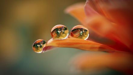 Flowers macro nature water drops wallpaper