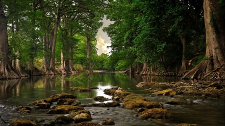 Forests green nature outdoors rivers wallpaper