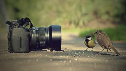 Funny birds and camera wallpaper