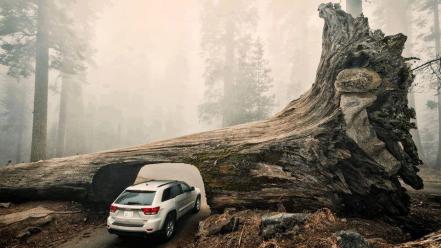 Jeep cars nature trees vehicles wallpaper