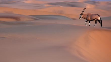 Namibia national geographic animals antelope dunes wallpaper