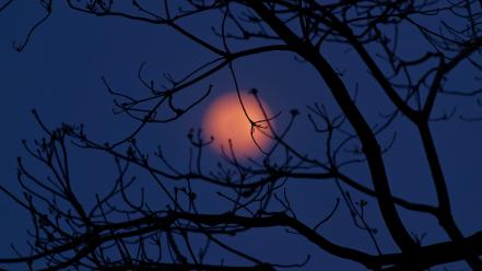 Night moon silhouettes depth of field branches wallpaper