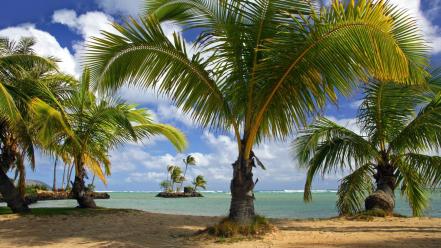 Palm grass hawaii tropical parks oahu beach wallpaper