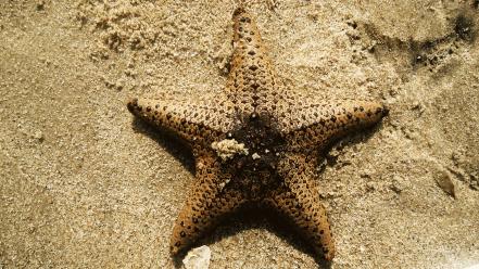 Sand fish starfish sri lanka beach wallpaper