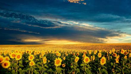 Sunflower field background wallpaper