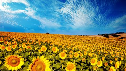 Sunflowers scenery wallpaper