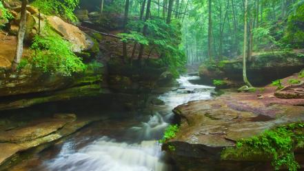 Trees white forests rocks moss grove creek wallpaper