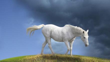 White horse wallpaper