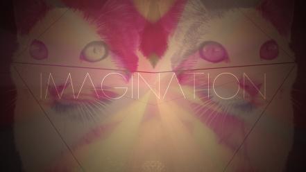 Acid cats imagination trip wallpaper