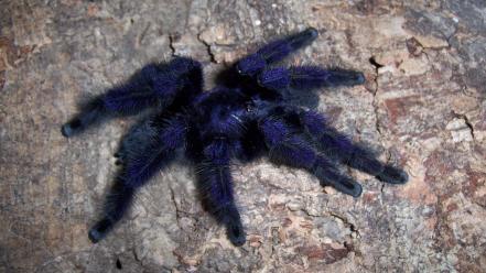 Animals arachnids spiders tarantula wallpaper