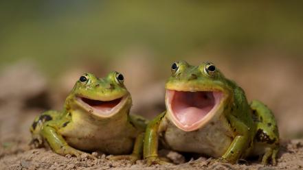 Animals close-up frogs laughing smiling wallpaper
