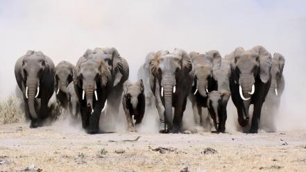 Animals dust elephants running racing wallpaper