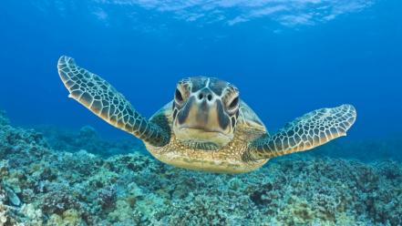 Animals nature swimming turtles underwater wallpaper