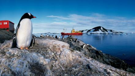 Antarctica chile animals blue camp wallpaper