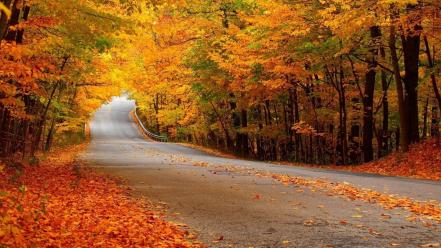 Autumn forests landscapes nature roads wallpaper
