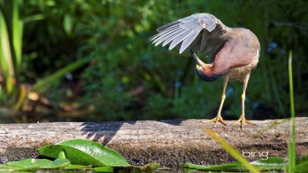 Bing seattle birds herons leaves wallpaper