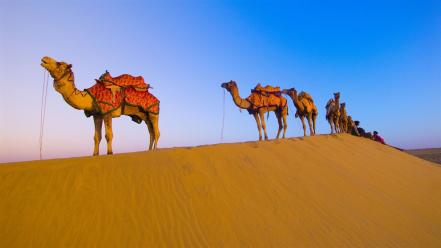 Camel desert wallpaper
