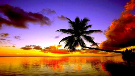 Coconut tree sunset wallpaper