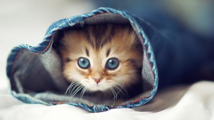 Cute kitten wallpaper