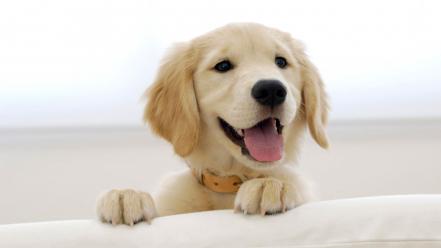 Cute puppy wallpaper