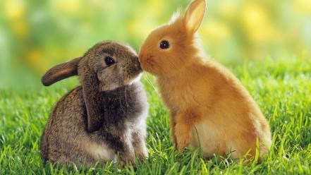 Cute rabbit pictures wallpaper