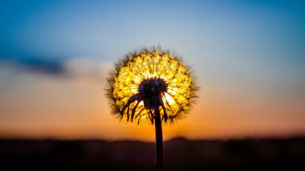 Dandelion sunset wallpaper